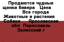 Продаются чудные щенки бивера › Цена ­ 25 000 - Все города Животные и растения » Собаки   . Ярославская обл.,Переславль-Залесский г.